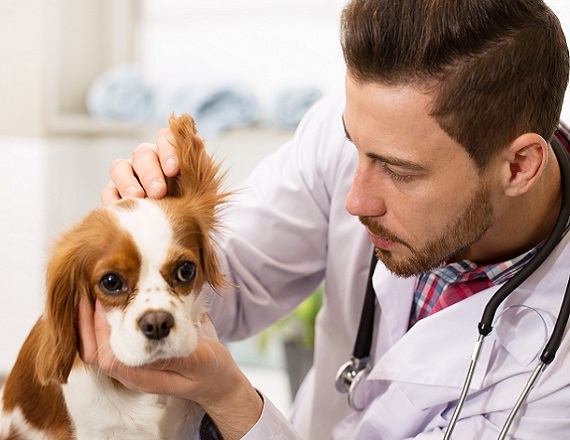 Veterinarians and Animal Care